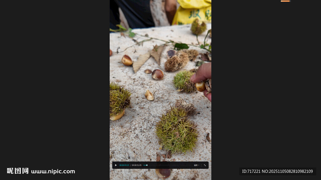 地面上的多樣綠植板栗