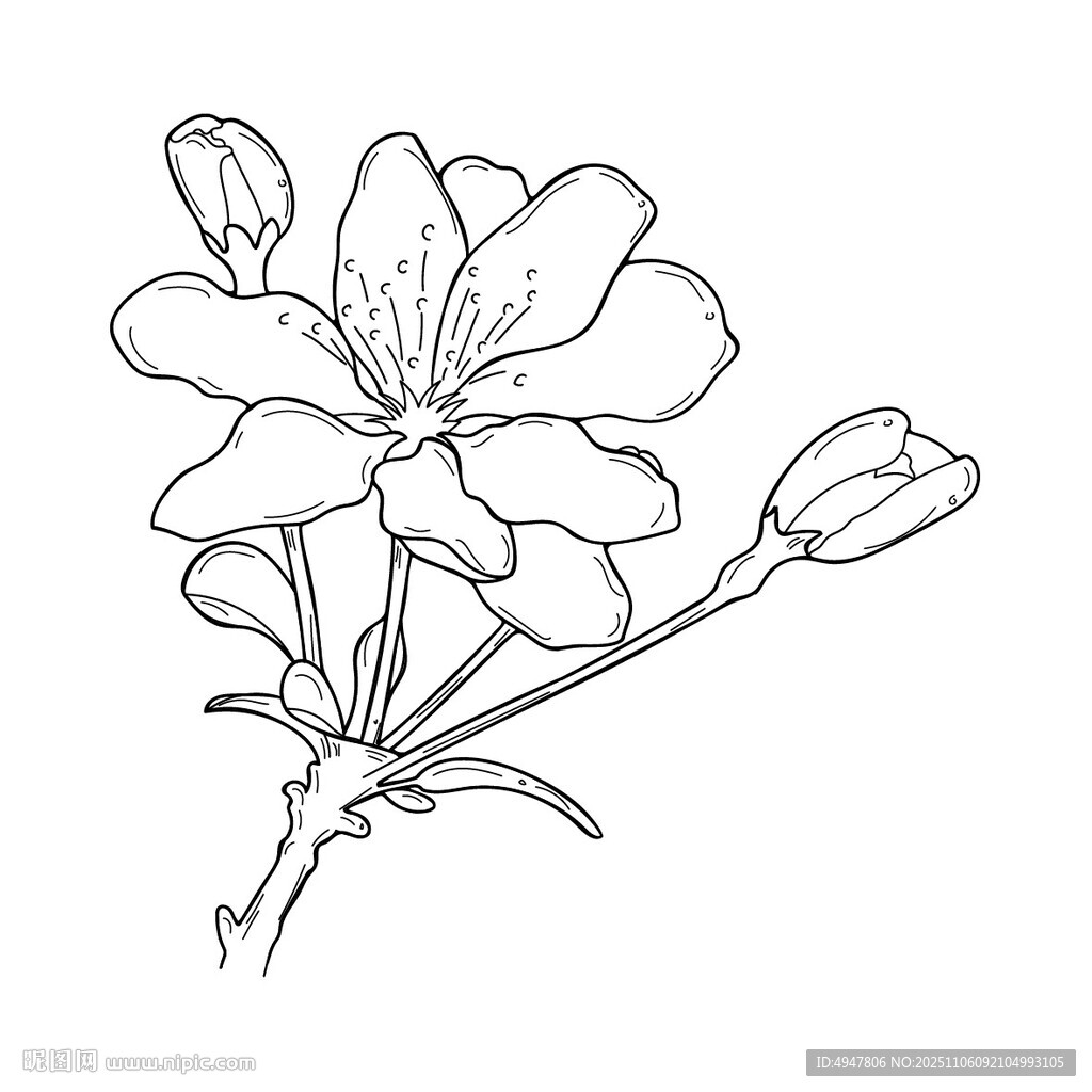 手繪花卉線條圖 矢量圖
