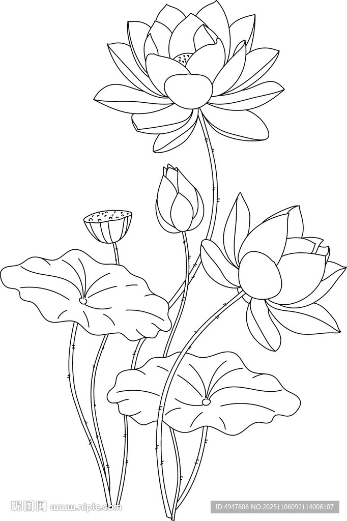荷花線稿圖 矢量圖