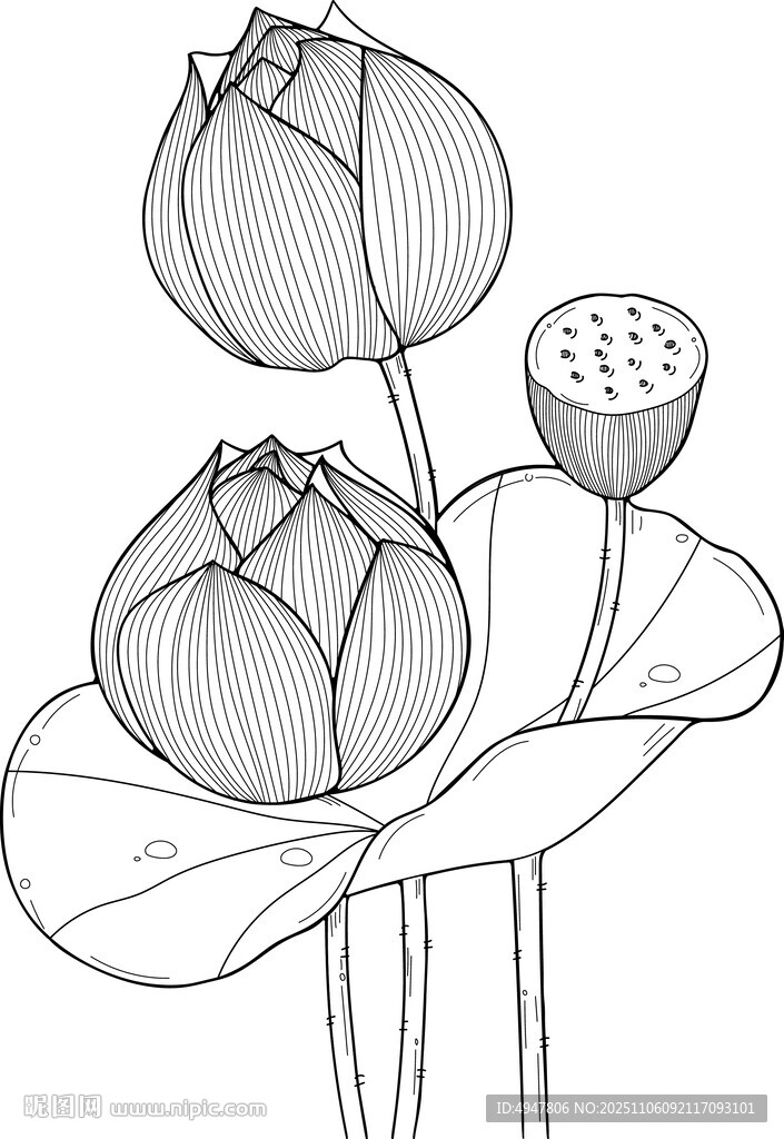 黑白線描荷花圖 矢量圖