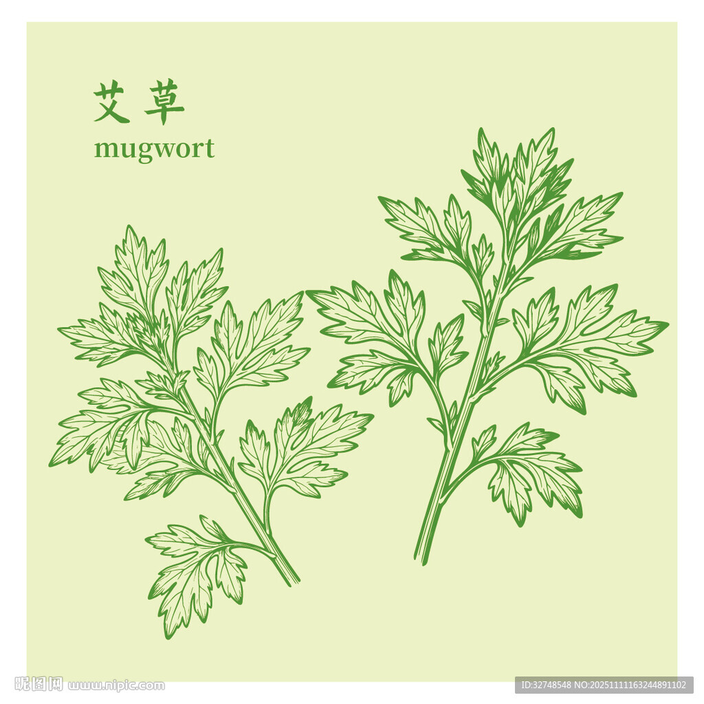 手繪清新艾草中藥材草本植物圖案