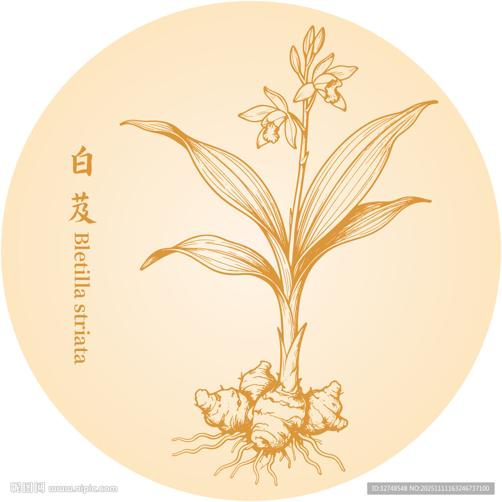 白芨手繪中藥材植物