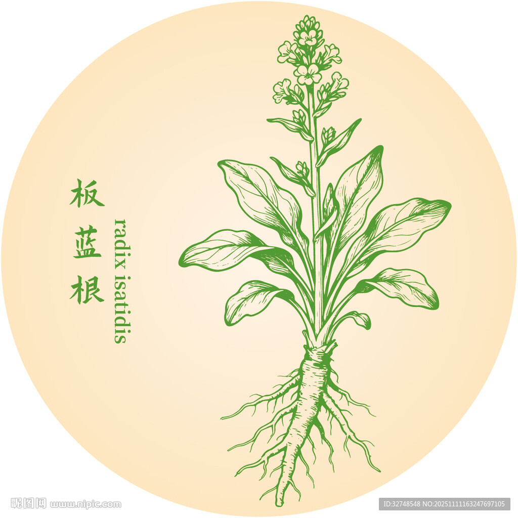板藍根中藥材草本植物插畫