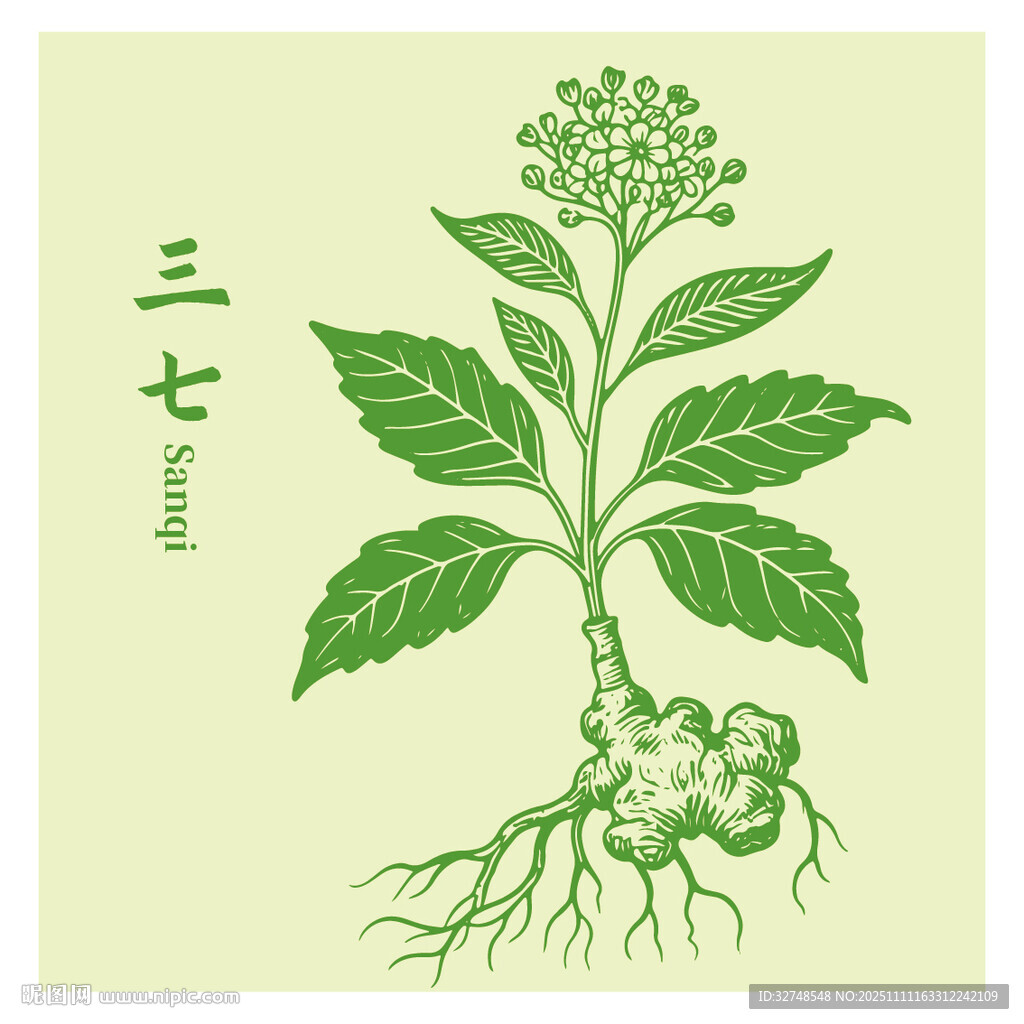 手繪三七中藥材植物圖