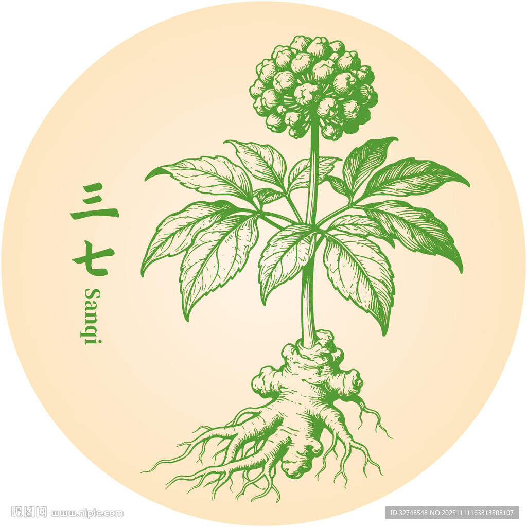 手繪三七中藥材植物圖