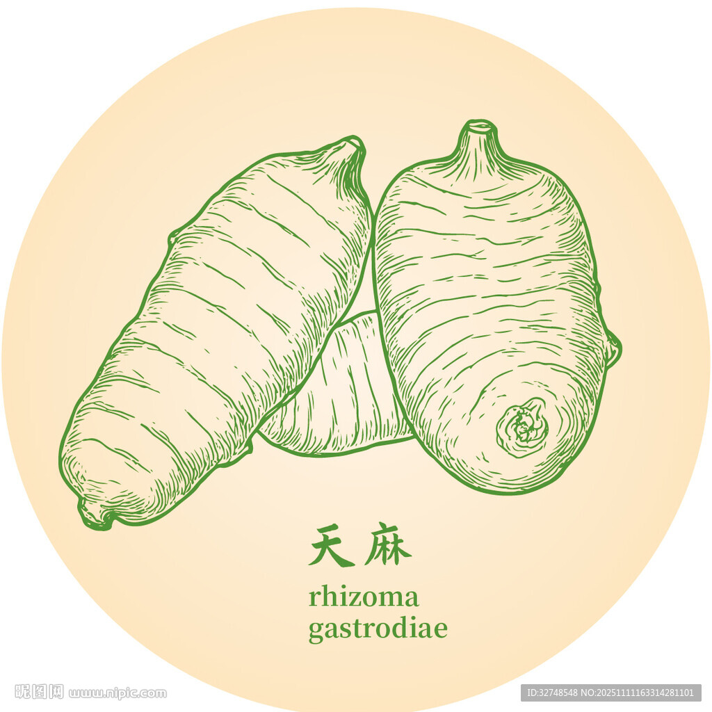 天麻手繪中藥材草本植物插畫