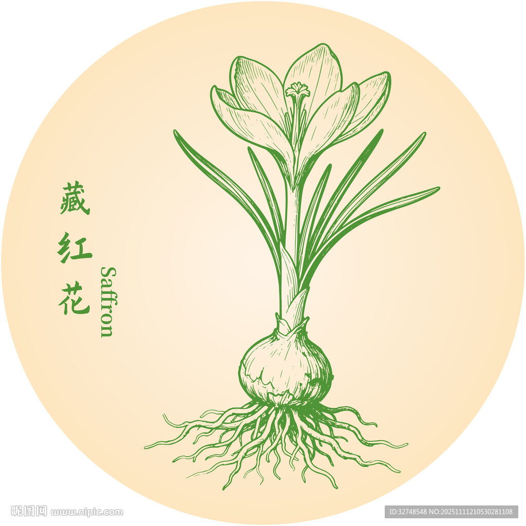 手繪藏紅花植株圖