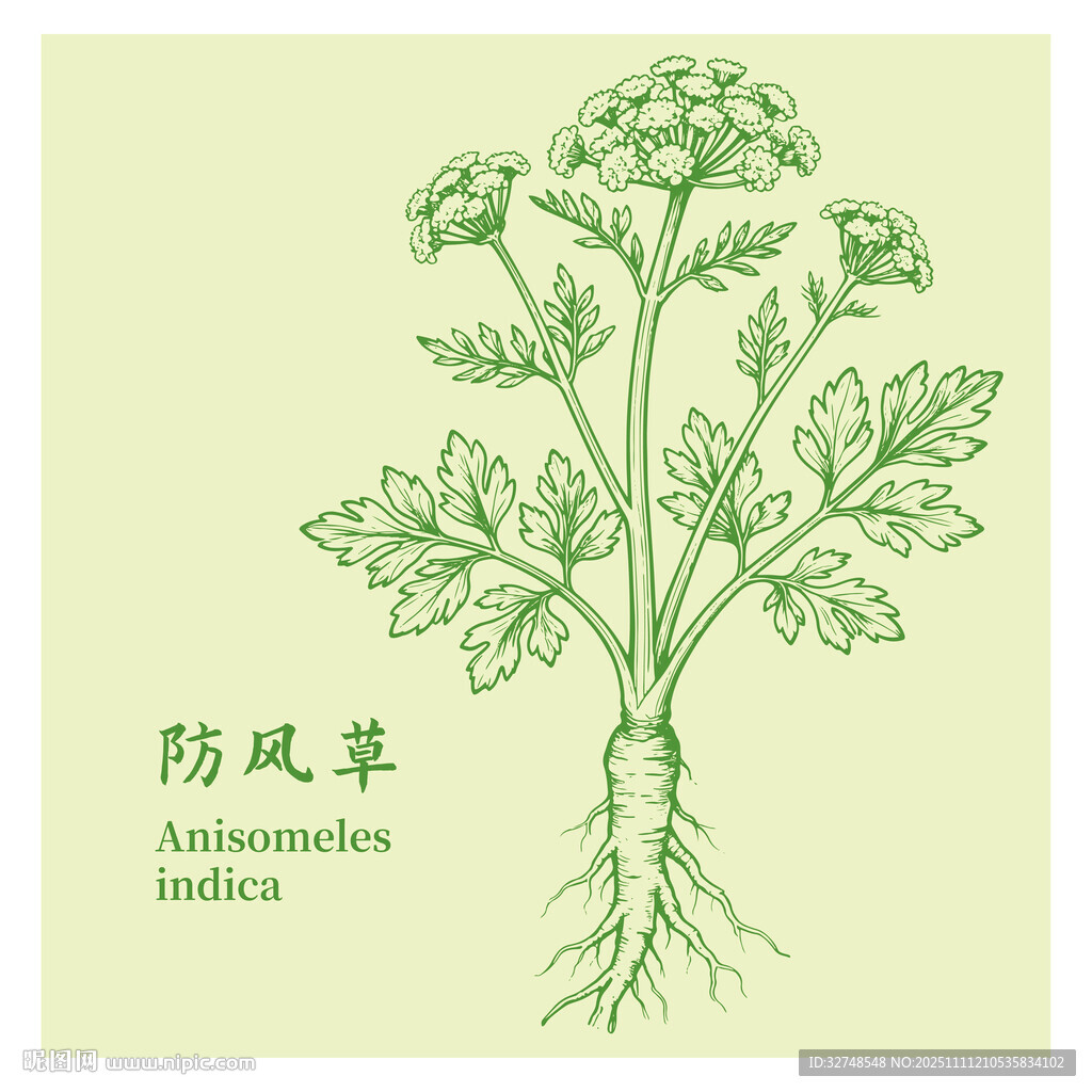 防風(fēng)草草本植物手繪插畫