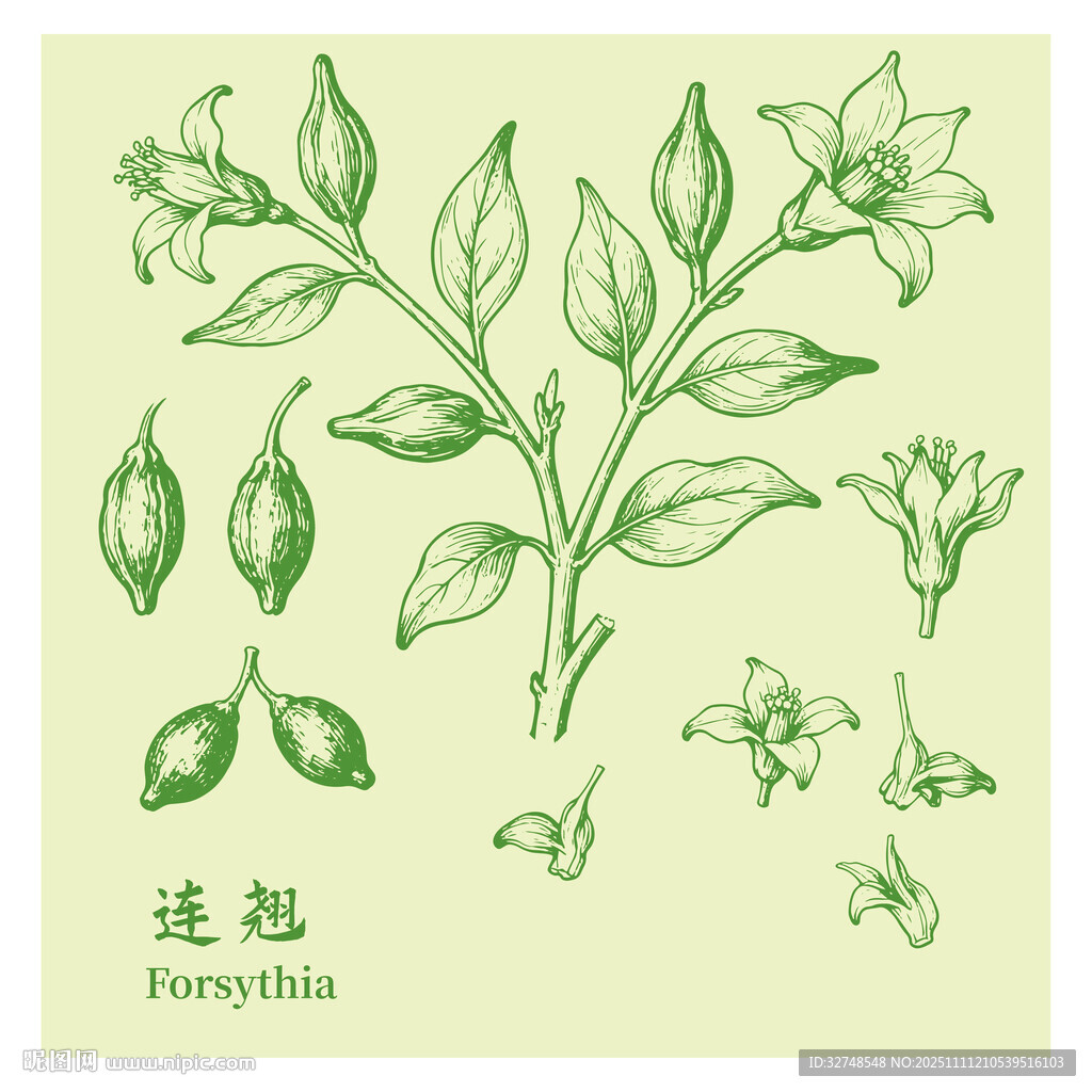 手繪連翹中藥材植物圖案