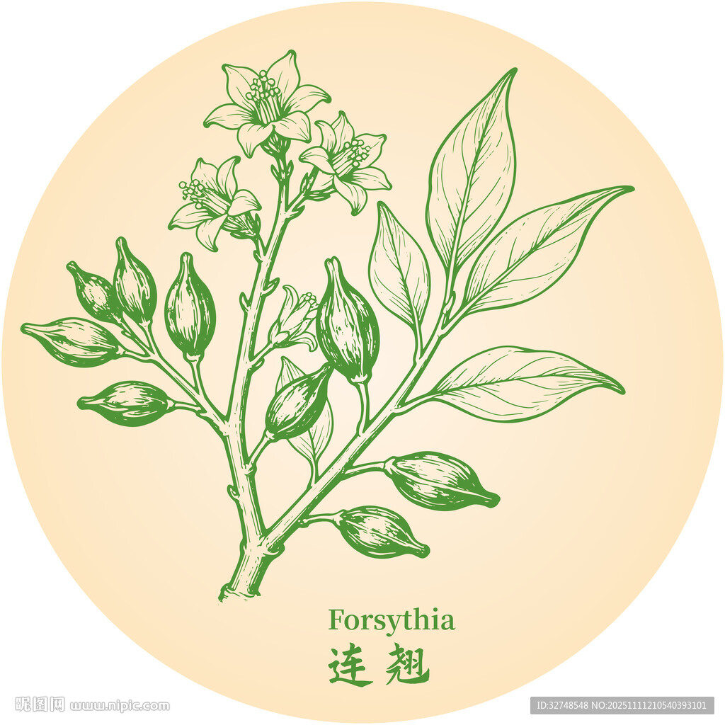 手繪連翹中藥材植物圖案