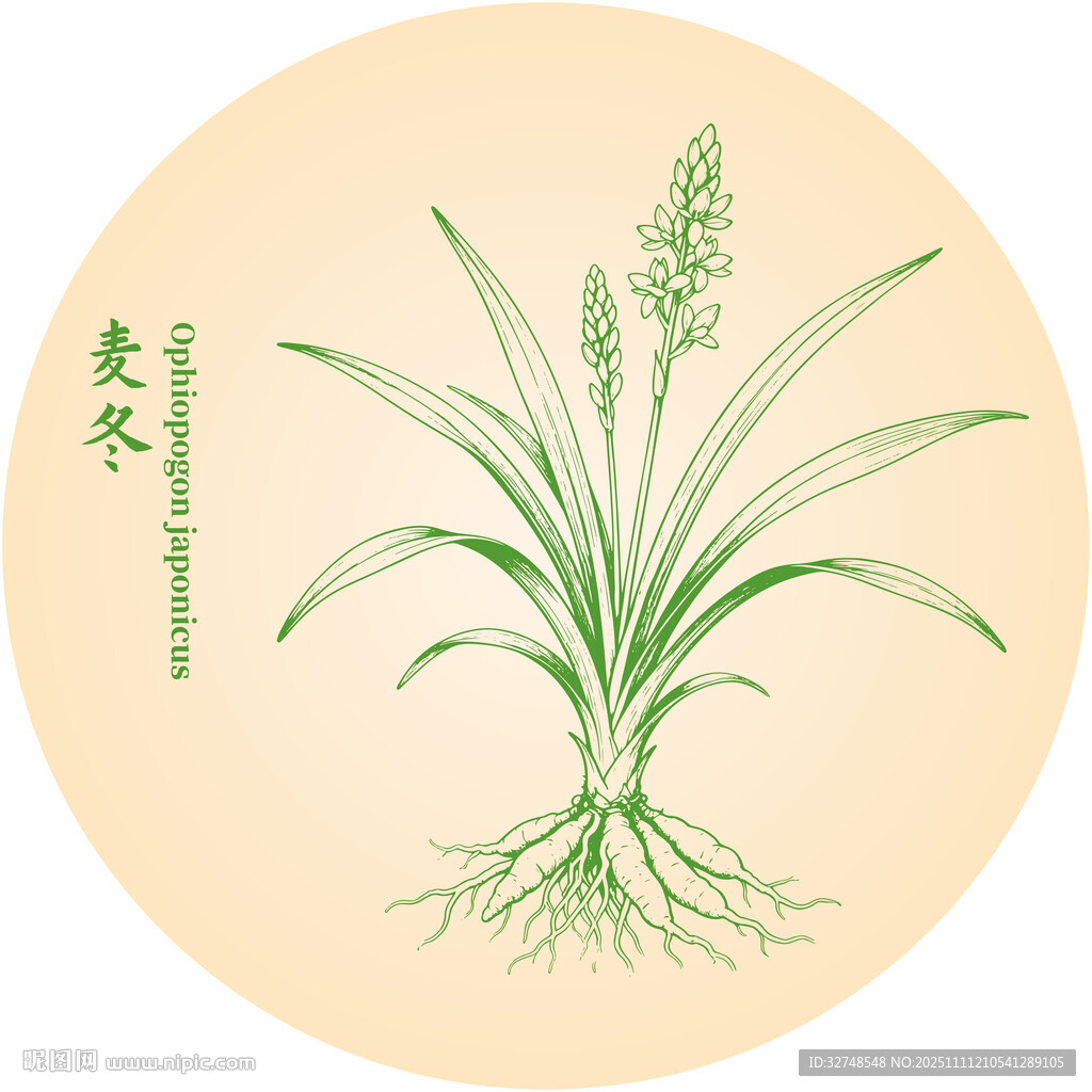 手繪中藥麥冬中藥材植物圖