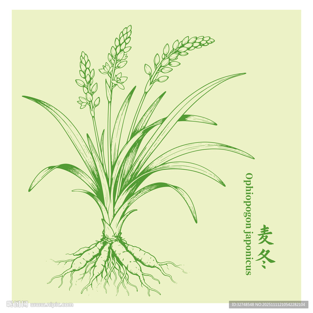 麥冬中藥材插畫草本植物手繪圖