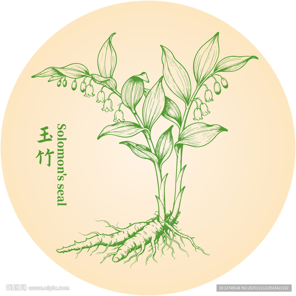 手繪玉竹中藥材植物圖