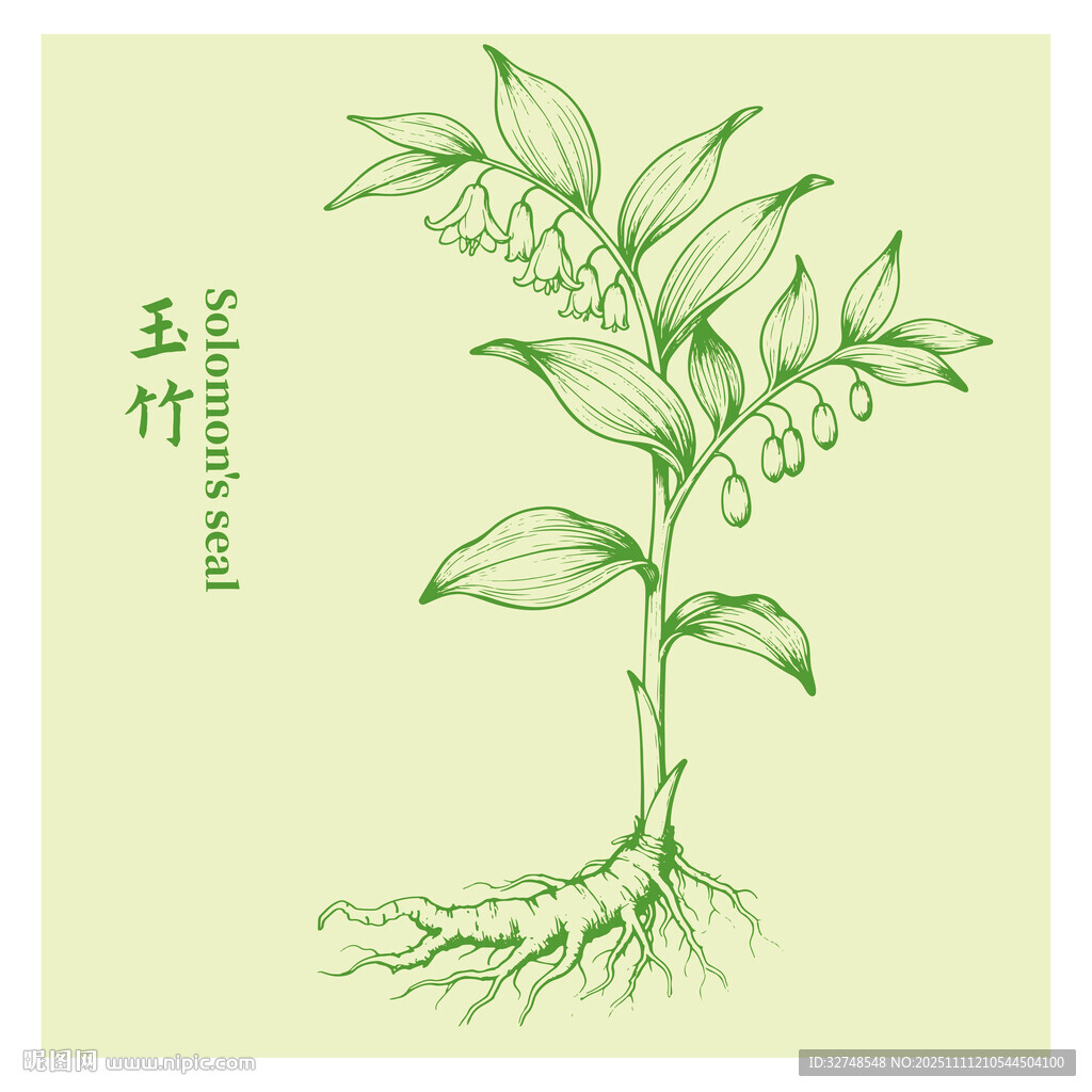 手繪玉竹中藥材植物圖