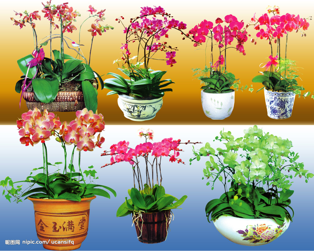 极品兰花