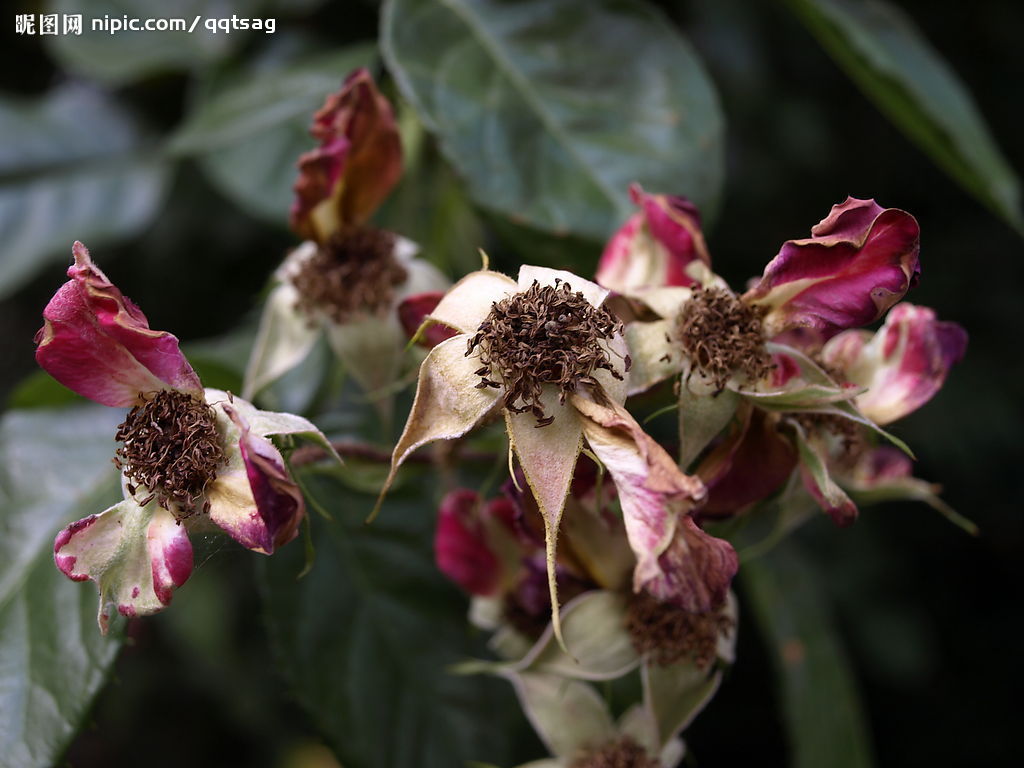 残花摄影图__花草_生物世界_摄影图库_昵图网nipic.com