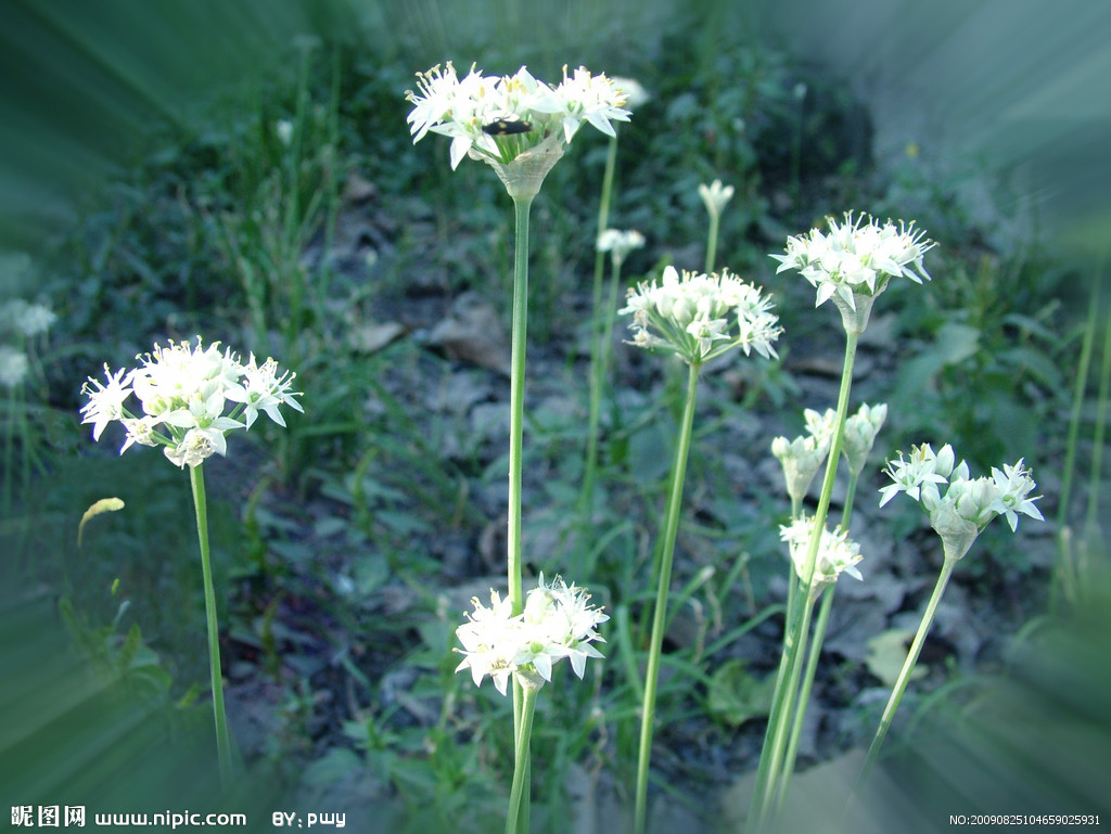 韭菜花圖片