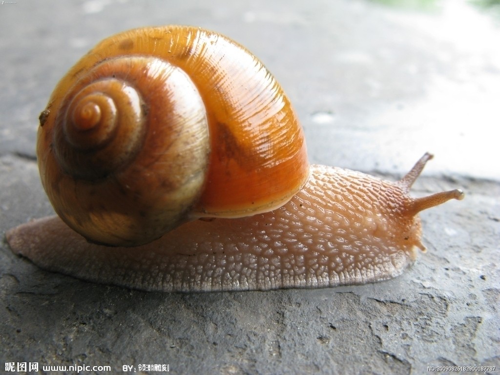 高清蜗牛图片