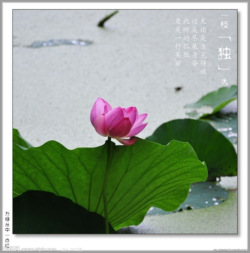 一枝独秀摄影图__田园风光_自然景观_摄影图库_昵图网nipic.com