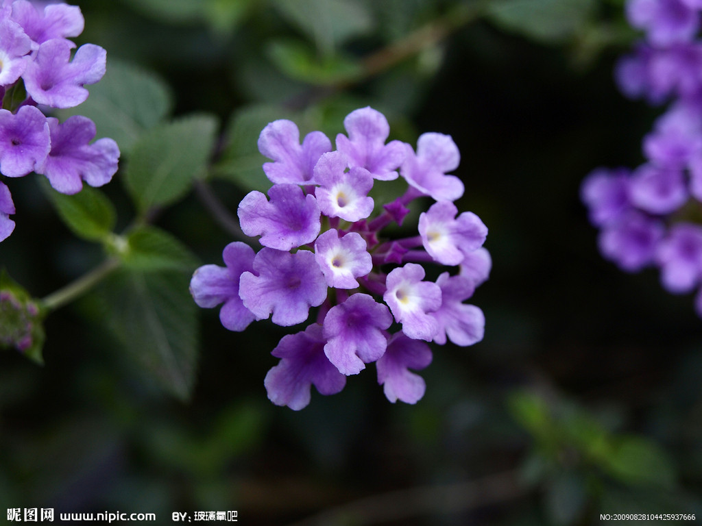 紫色花圖片