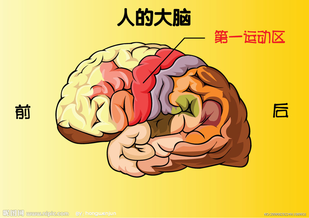 人的大脑图片