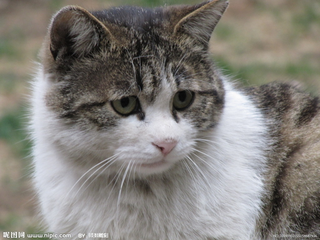 家猫摄影图__家禽家畜_生物世界_摄影图库_昵图网nipic.com