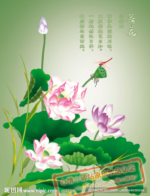鼠绘荷花