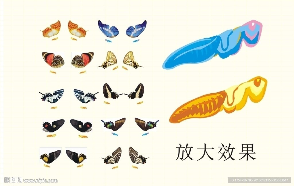 蝴蝶