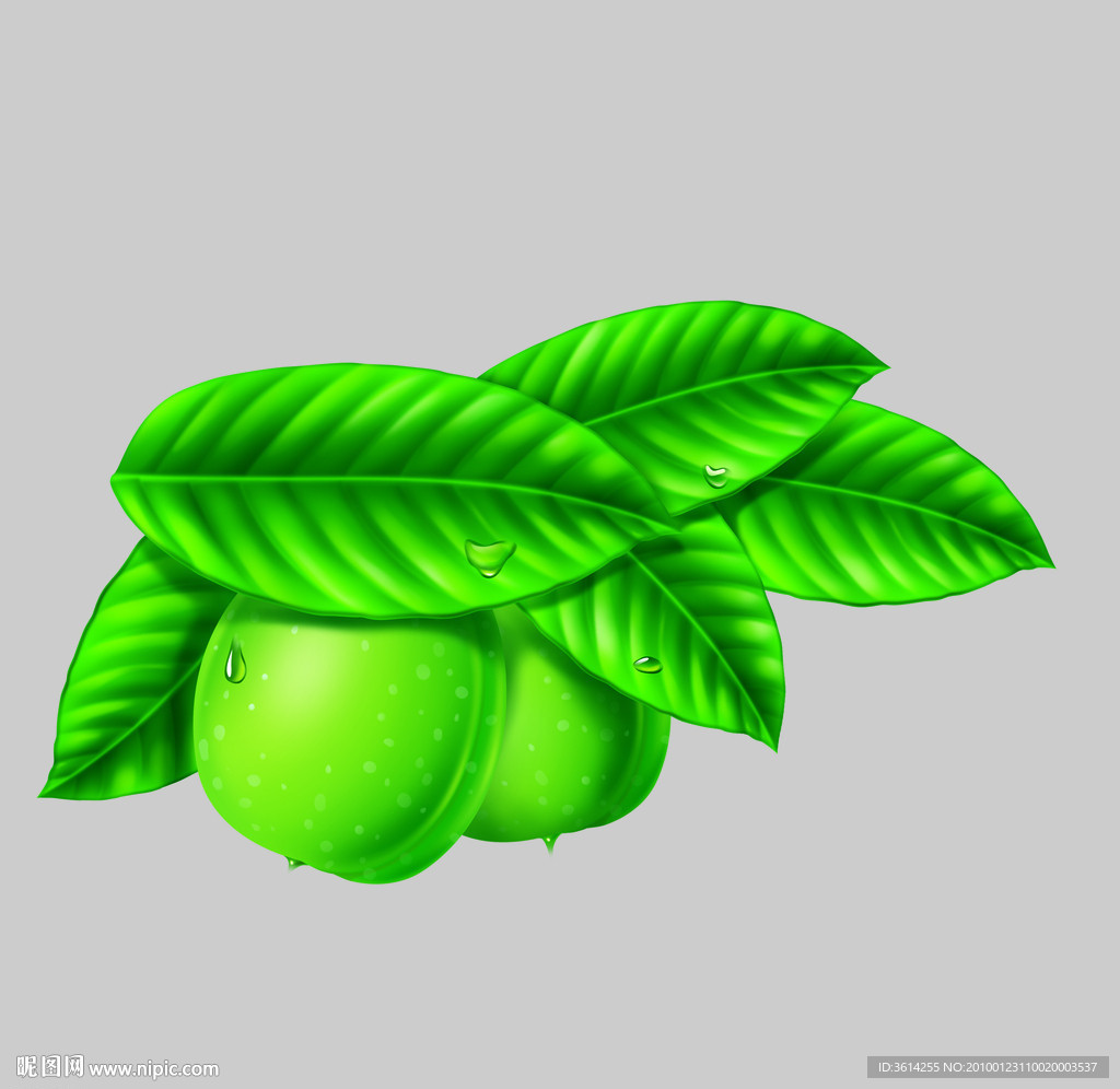 核桃果 手绘 源文件 来自美国的设计