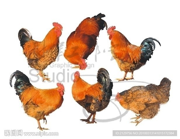 公鸡 母鸡