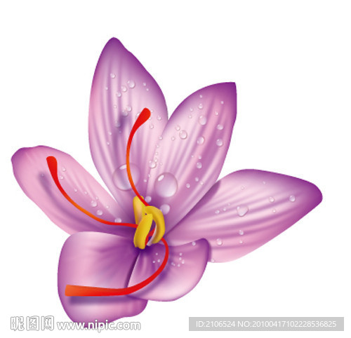 藏红花