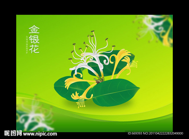 金银花