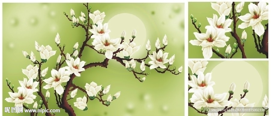 玉兰花