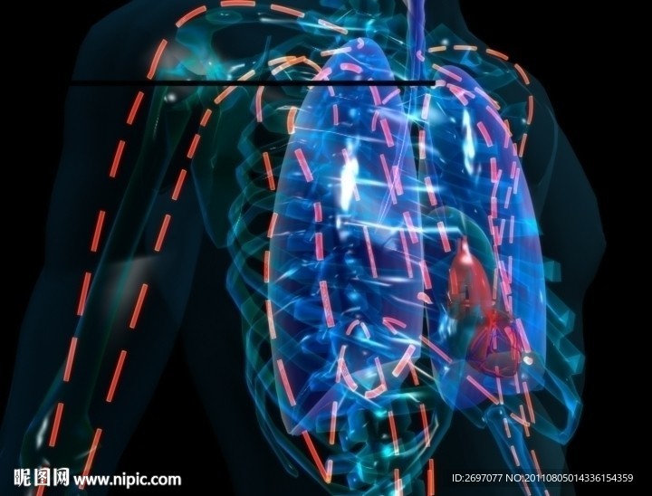 肺部血管循环