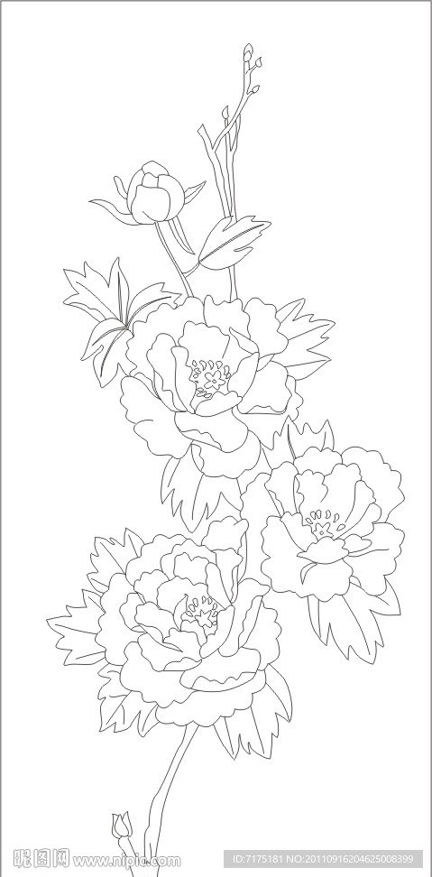 牡丹花
