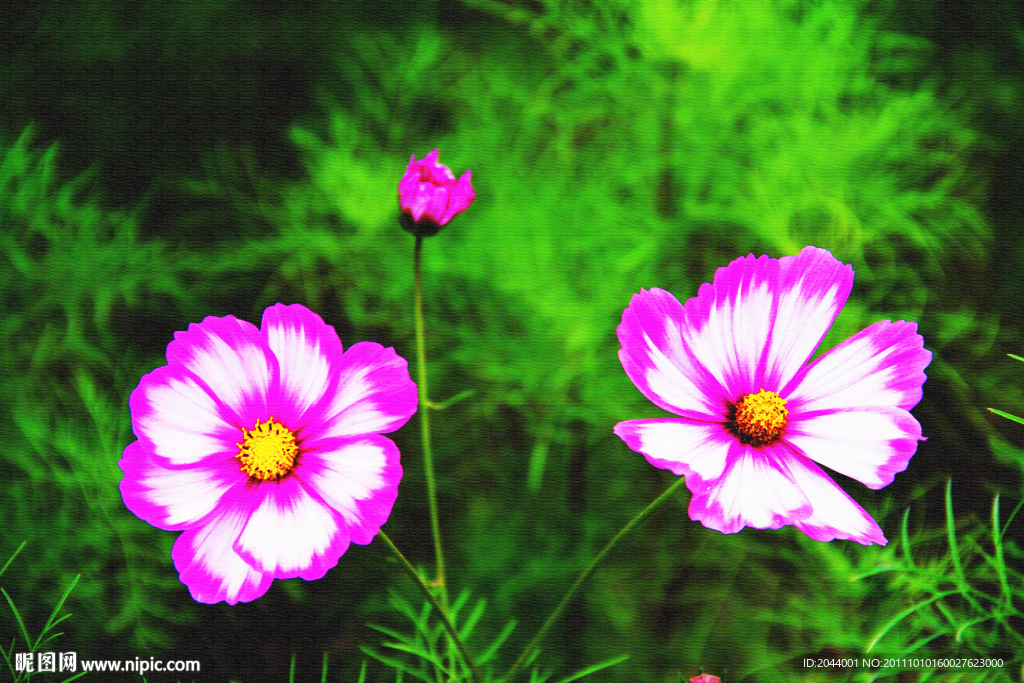 波斯菊