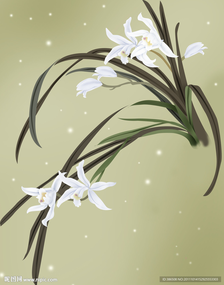 兰花
