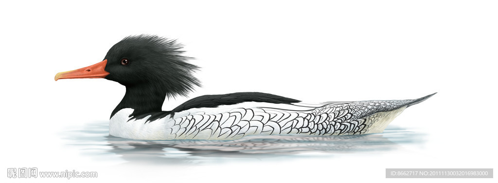 中华秋沙鸭的生殖方式图片
