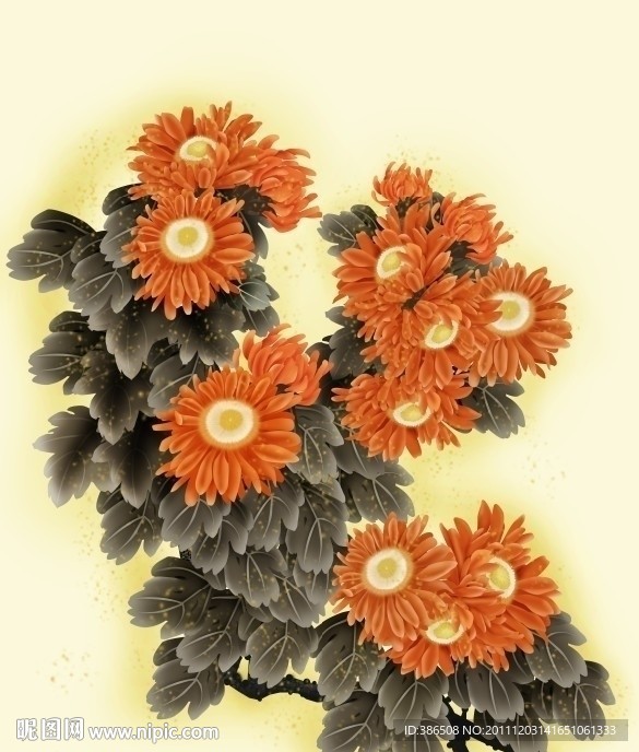 菊花