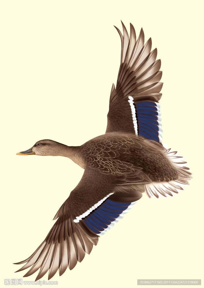 飞翔的鸭