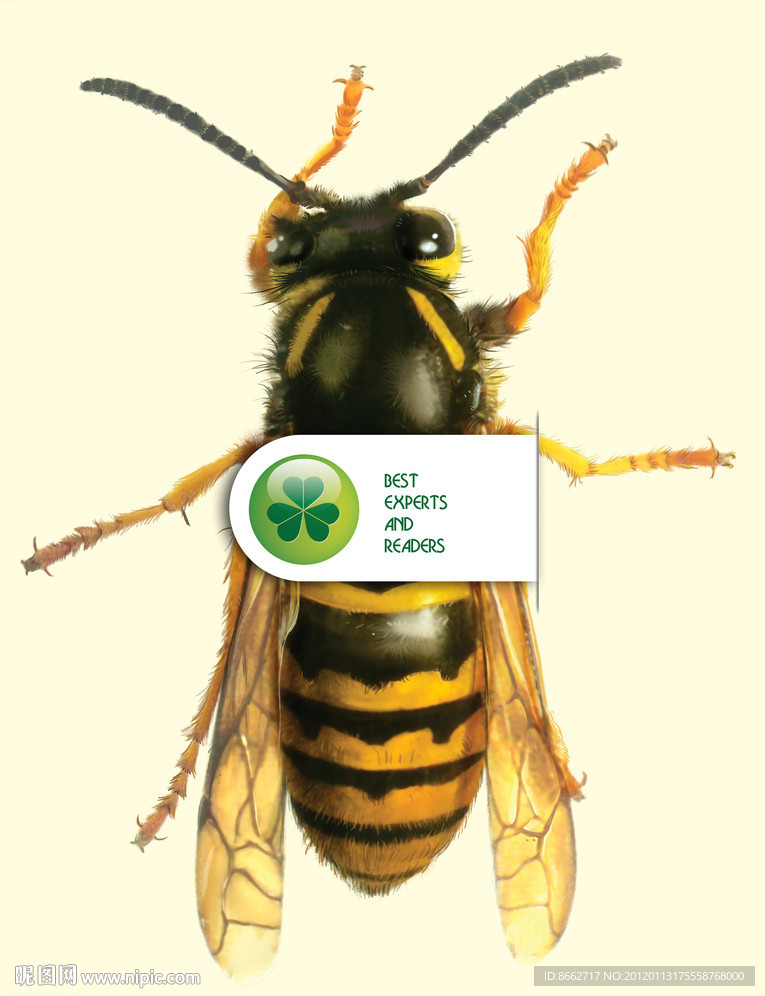 胡蜂