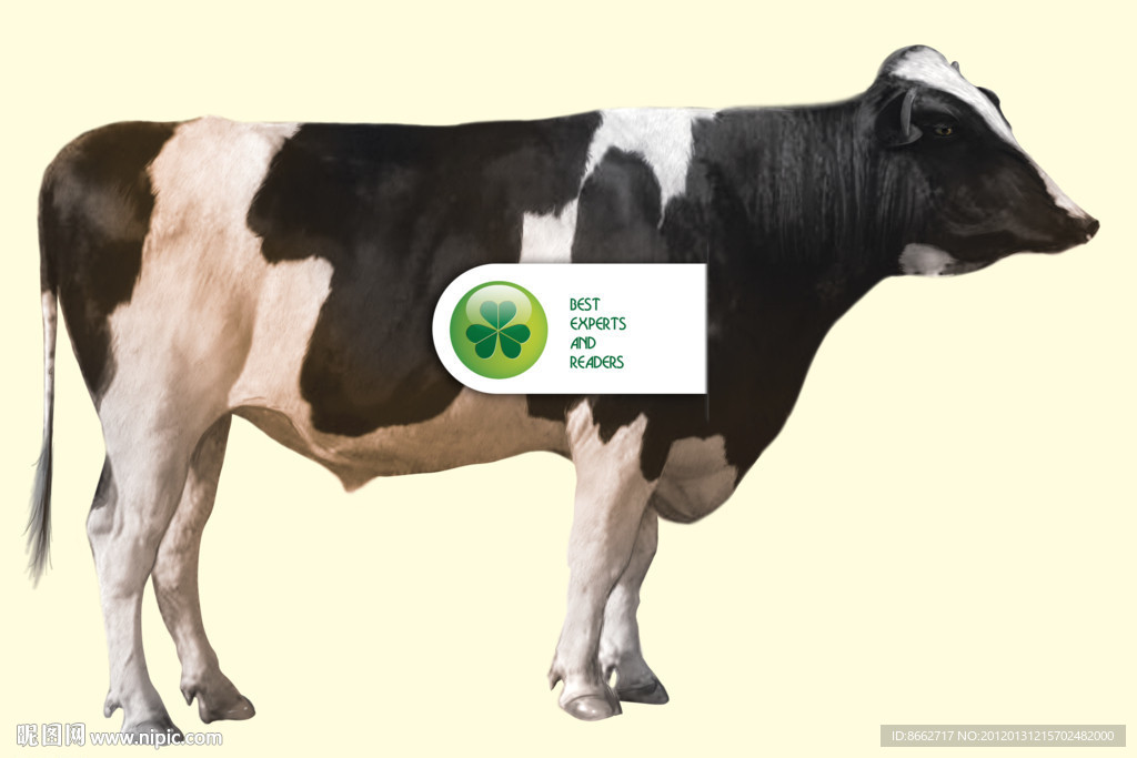 奶牛