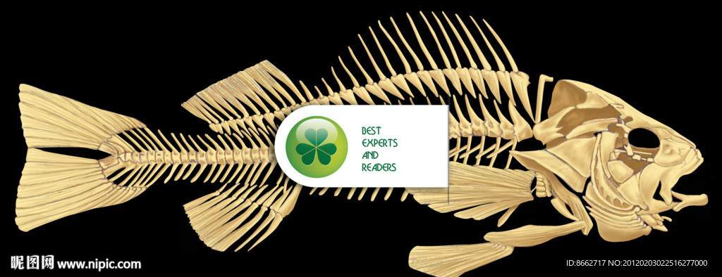 鱼类 骨骼
