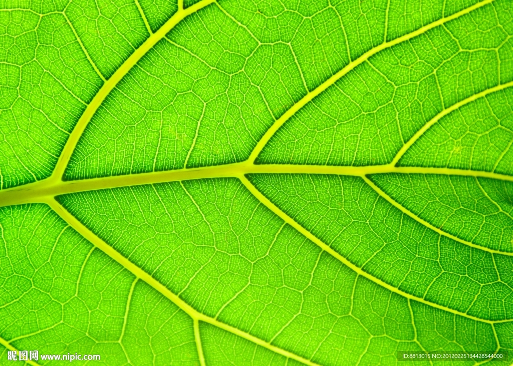 叶脉 绿叶