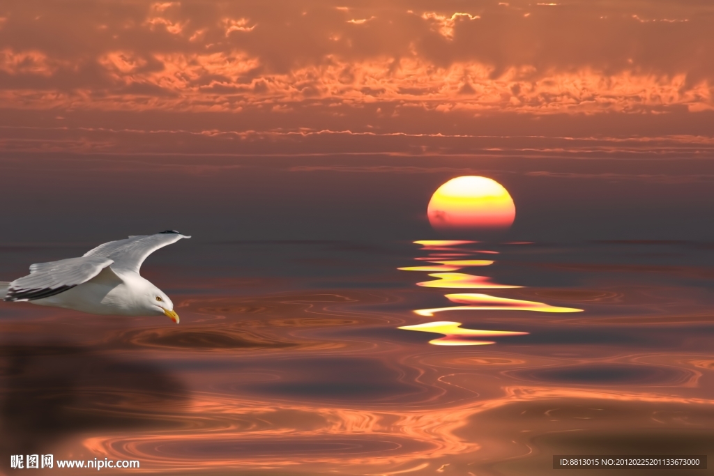晚霞 红日 海鸥