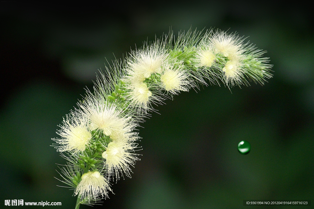 花草