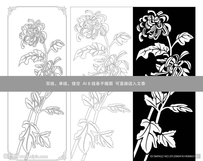 白菊花线条图