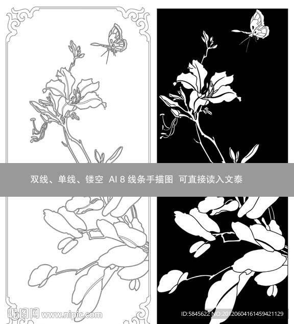 白菊花线条图