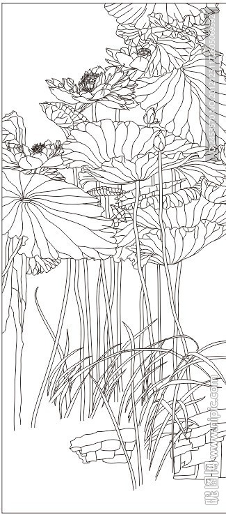 新荷花