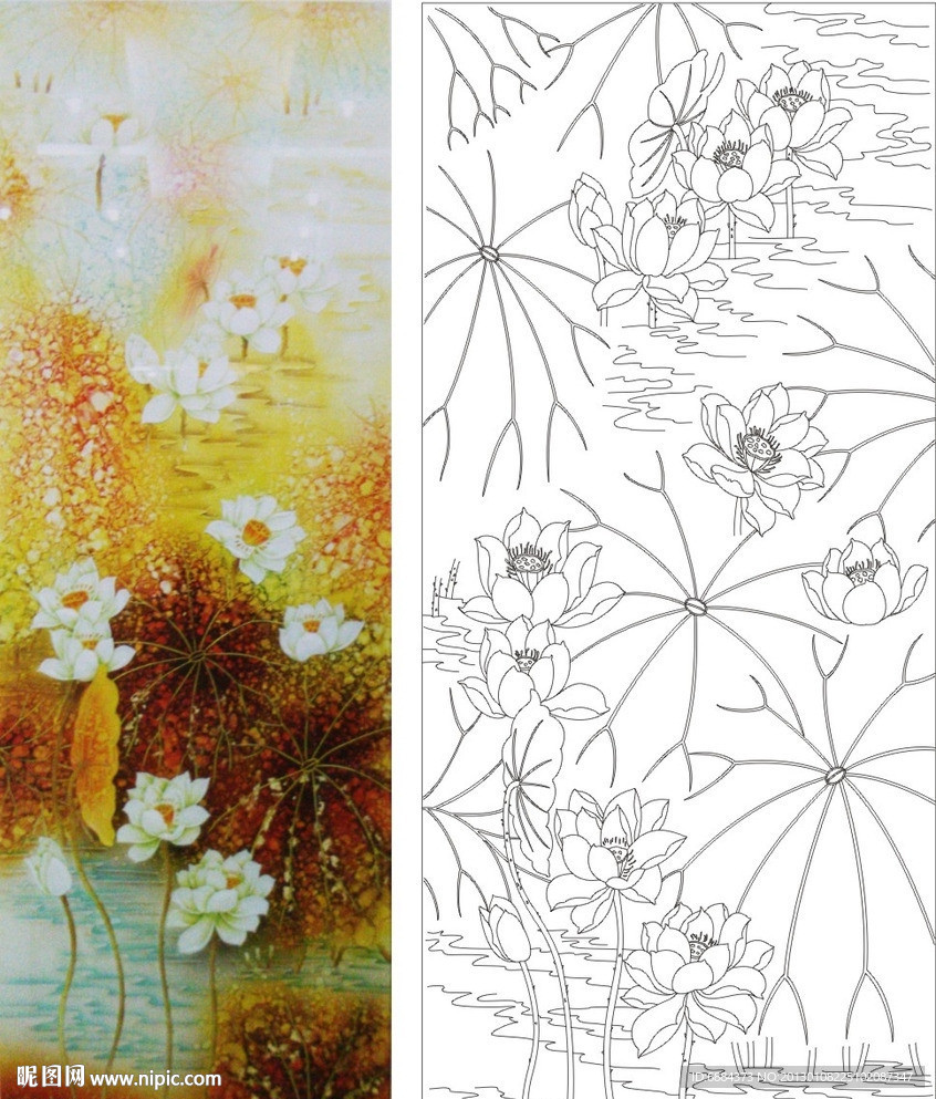 梦荷 荷花 金荷花